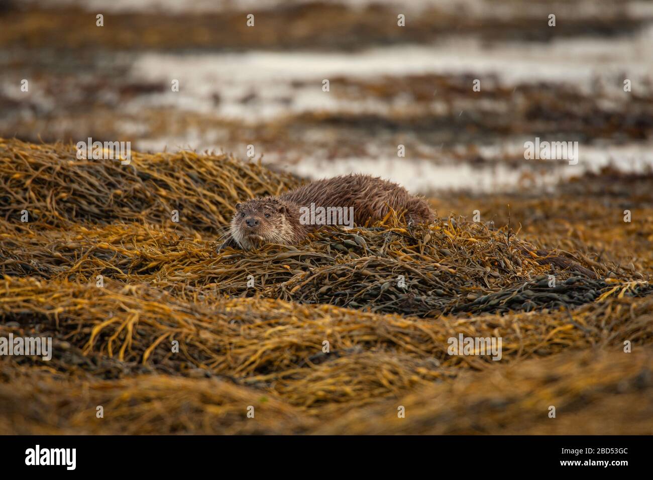 Otters écossais sauvages sur l'île de Mull, Écosse Banque D'Images