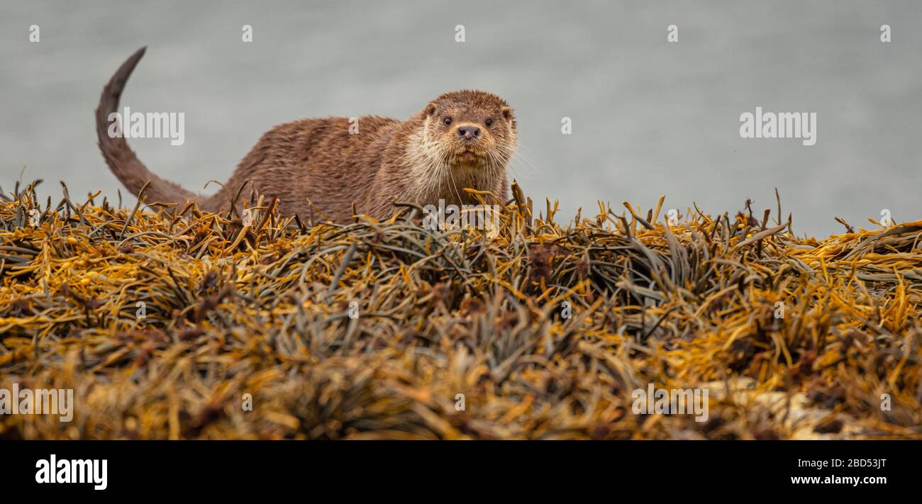 Otters écossais sauvages sur l'île de Mull, Écosse Banque D'Images