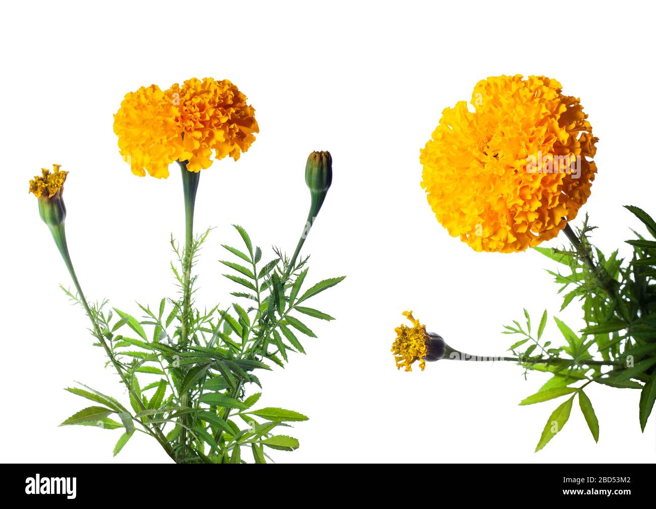 marigold jaune isolé sur fond blanc, défini Banque D'Images
