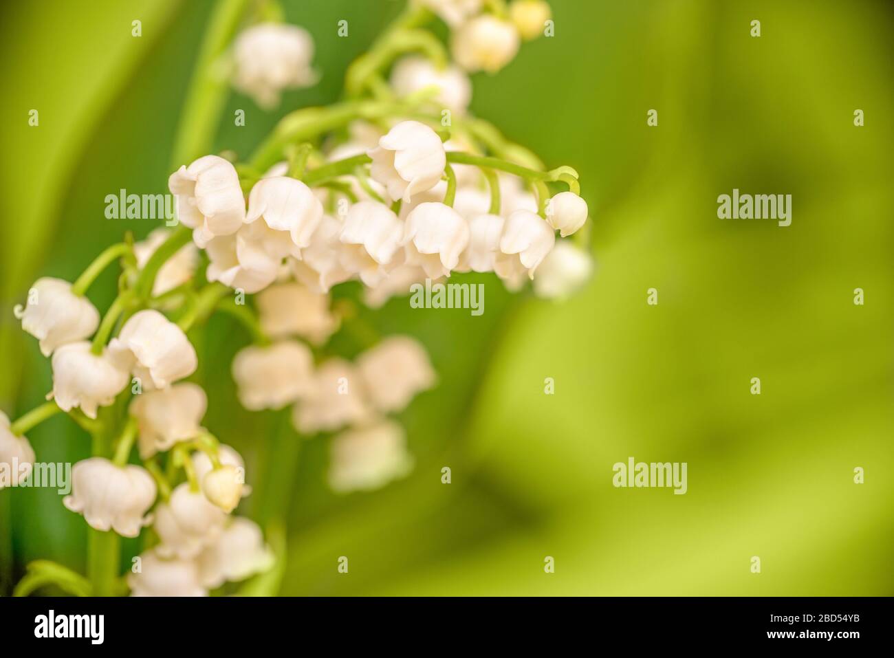 Fleur de lis de la vallée close up, vert nature background. 1er mai, symbole de la fête du Travail Banque D'Images