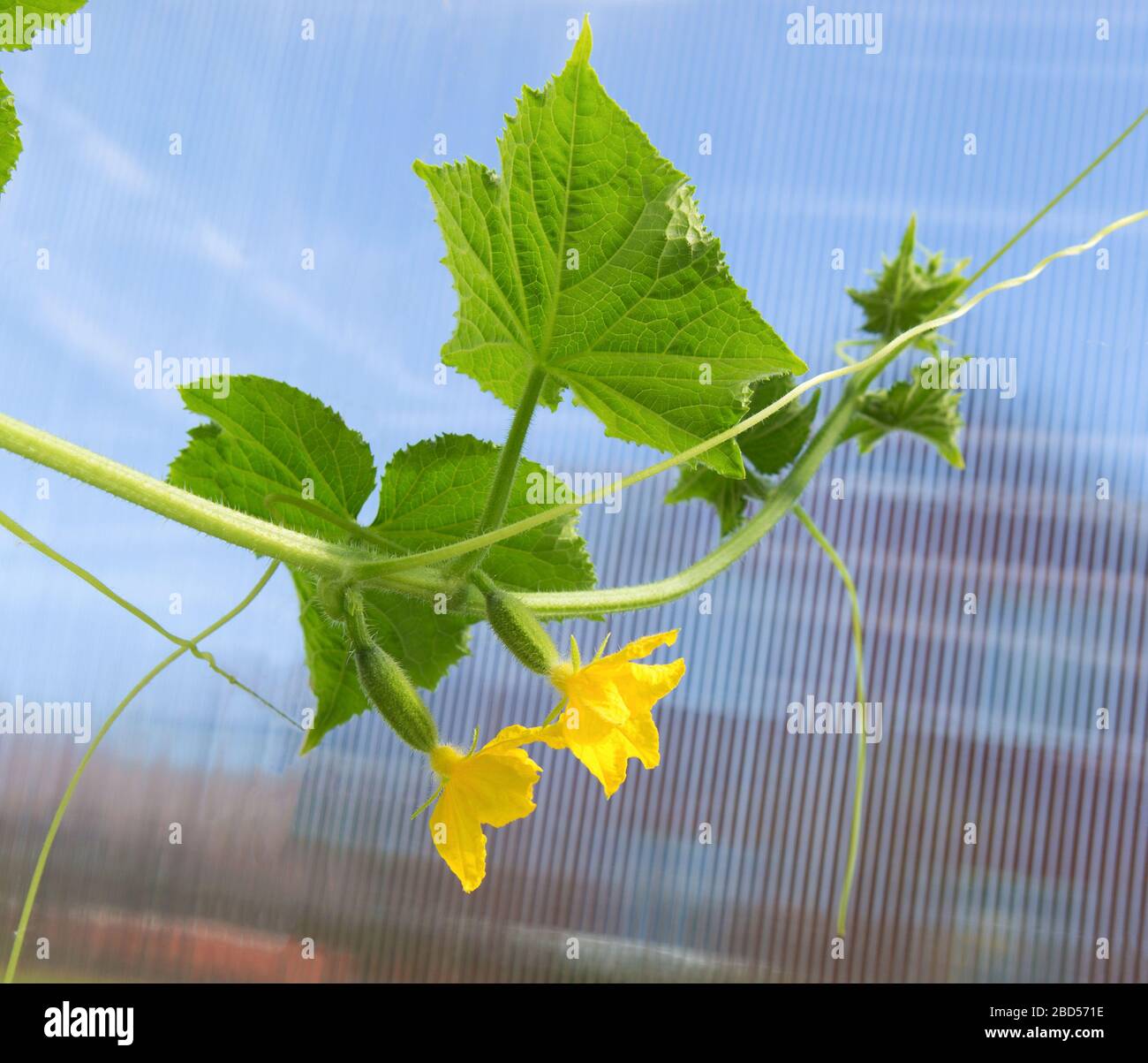 Plante de concombre avec une fleur en serre. Macro de jeunes concombres en croissance. Concombre fleuri. Banque D'Images