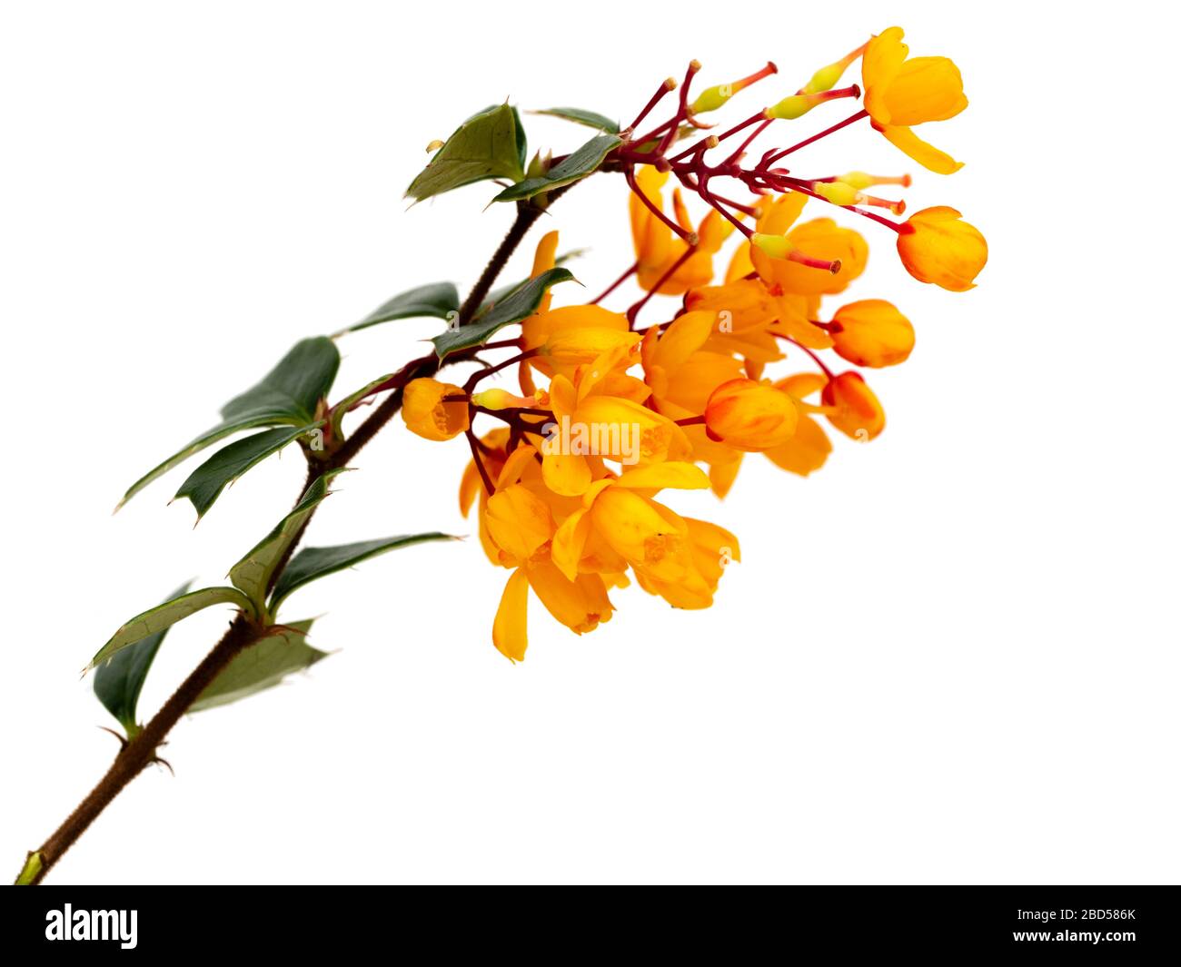 Fleurs orange de la floraison printanière, arbuste vert-feuilles spiky, Berberis darwinii, sur fond blanc Banque D'Images