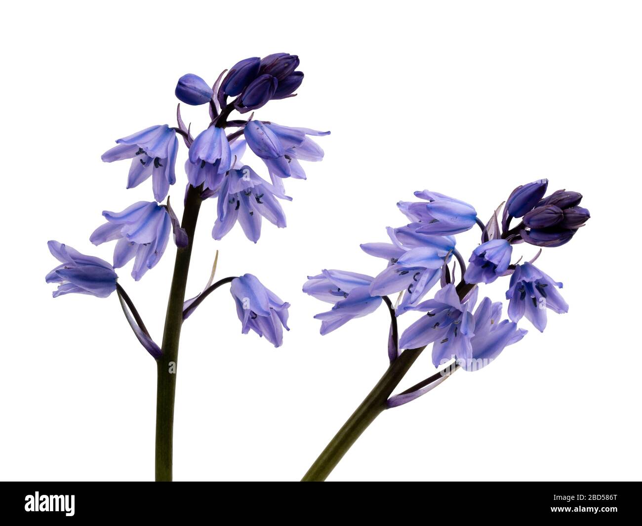 Fleurs printanières bleues et blanches antramées du bluebell espagnol, en jacinthoides hispanica, sur fond blanc Banque D'Images