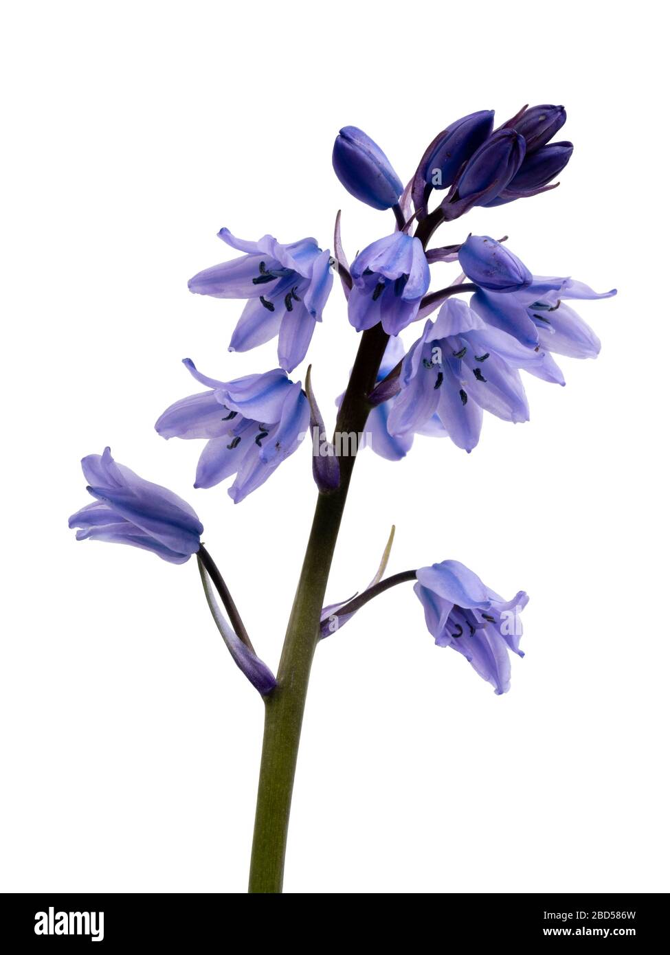 Fleurs printanières bleues et blanches antramées du bluebell espagnol, en jacinthoides hispanica, sur fond blanc Banque D'Images