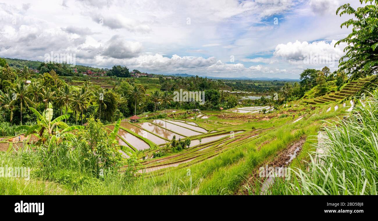 Vue panoramique horizontale sur les terrasses de riz à Bali, Indonésie. Banque D'Images