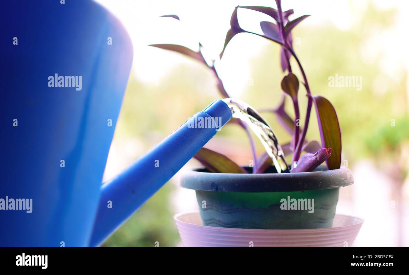 Arroser les plantes avec arrosoir dans le jardin de légumes. Vue rapprochée. Minimum et clairsemé. Femme prenant soin de ses plantes pendant la quarantaine de covid. SPR Banque D'Images