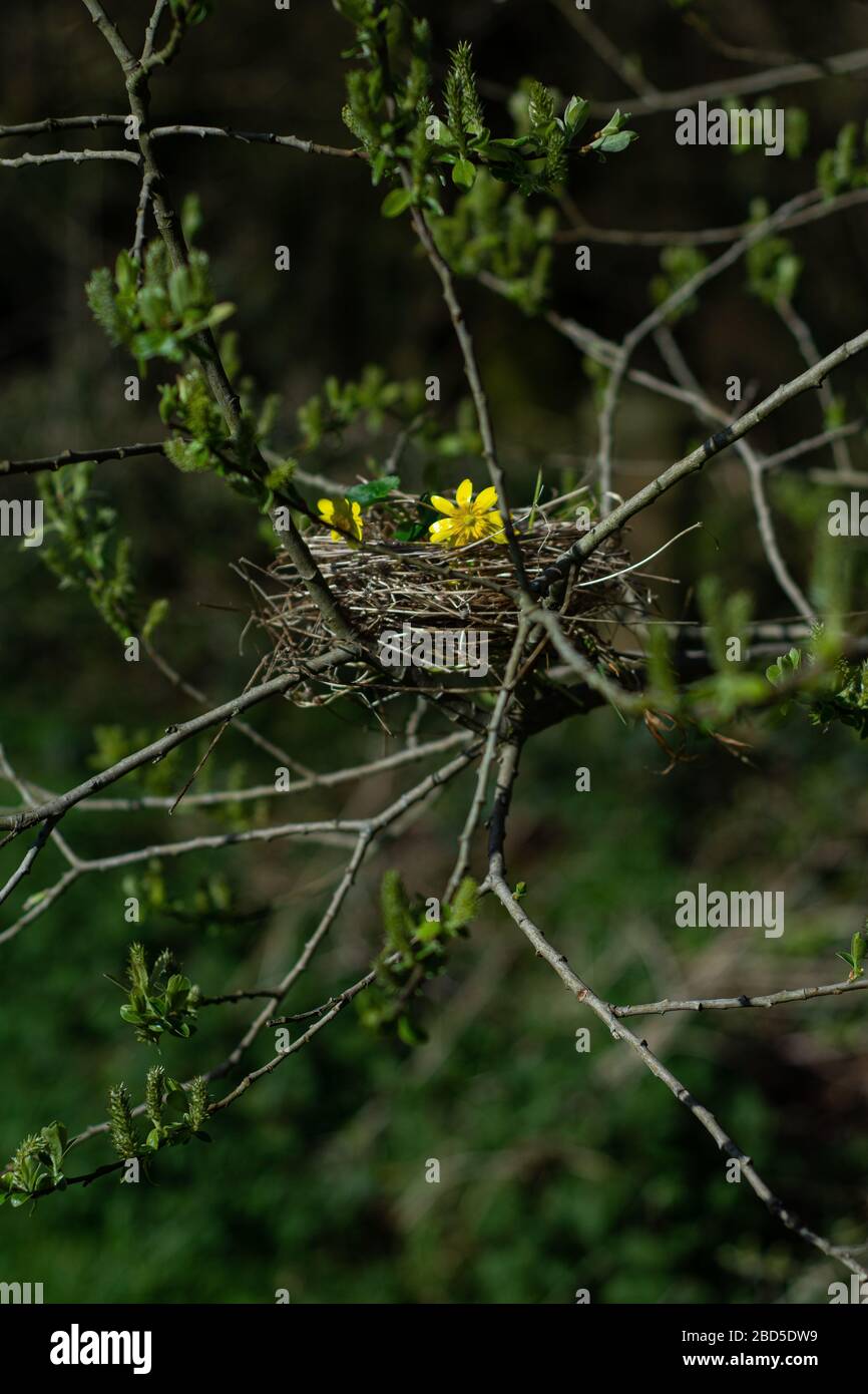 Les oiseaux nichent sur l'arbre.heure de Pâques.matin de printemps dans le parc.fleurs d'été. Banque D'Images