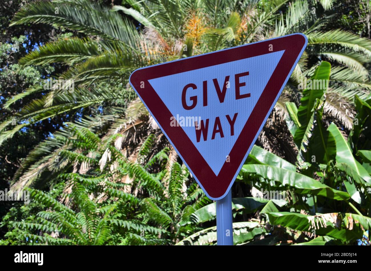 Donnez la voie signer en Nouvelle-Zélande avec des palmiers en arrière-plan Banque D'Images