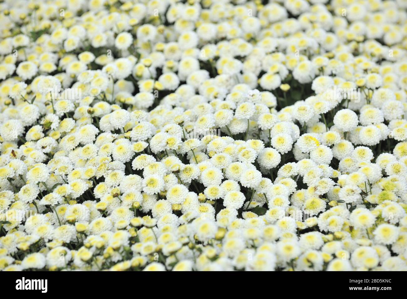 Daisy Miaoli Comté de Taiwan Banque D'Images