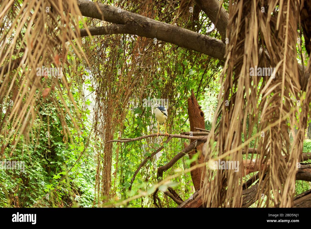 Forêt tropicale naturelle/jungle en Inde grandes branches d'arbres et branches d'arbres verdure photo du stock Banque D'Images