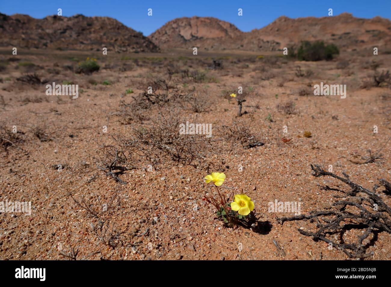 Dans la réserve naturelle de Goegap, Springbok, le Cap Nord, Afrique du Sud Banque D'Images