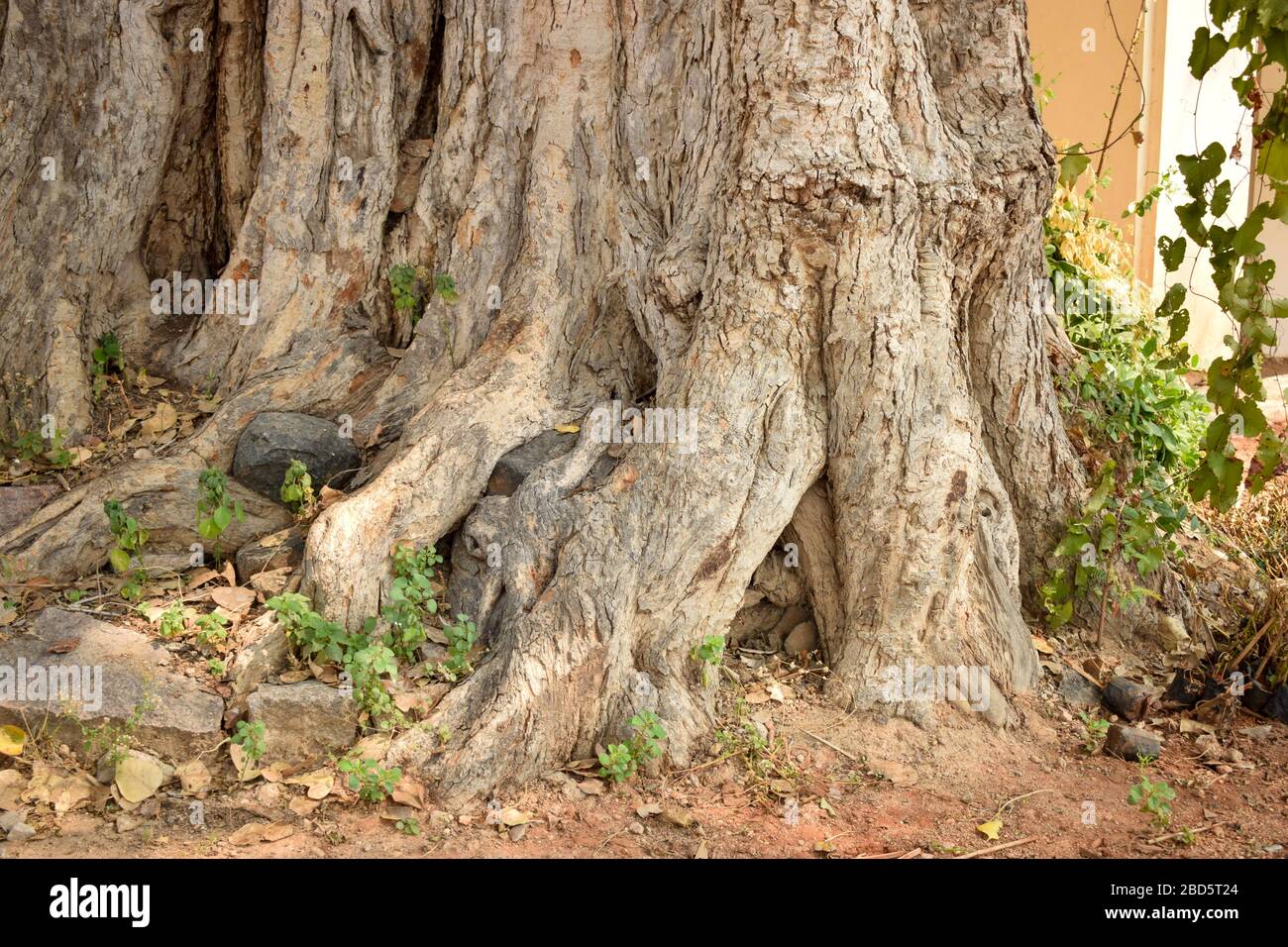 Photos des racines naturelles du Big Banyan Tree dans la jungle et le stock forestier Banque D'Images