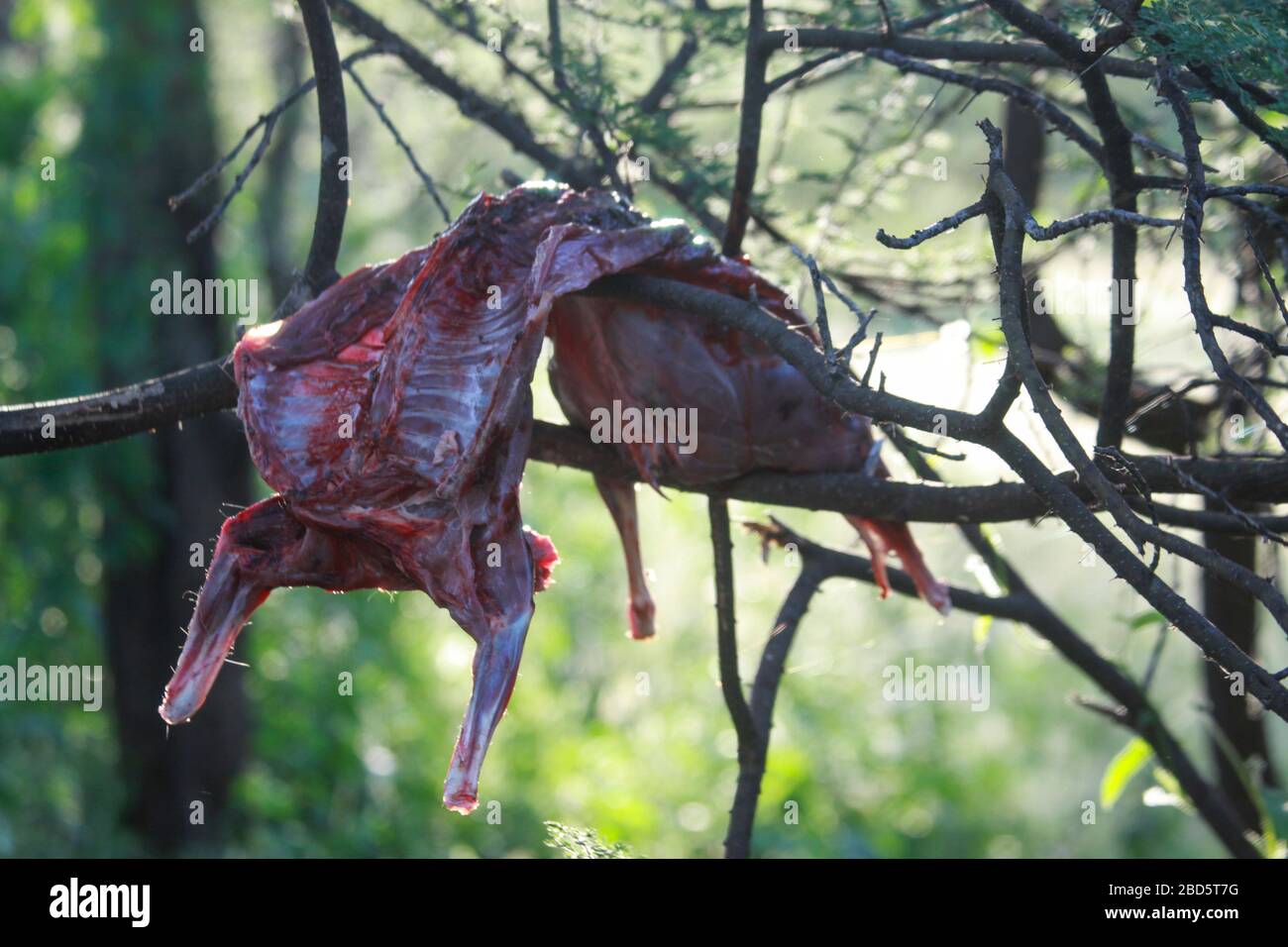 La viande d'animaux chassés sèche au soleil dans un village d'Hadzabe. Photographié au lac Eyasi, Tanzanie Banque D'Images