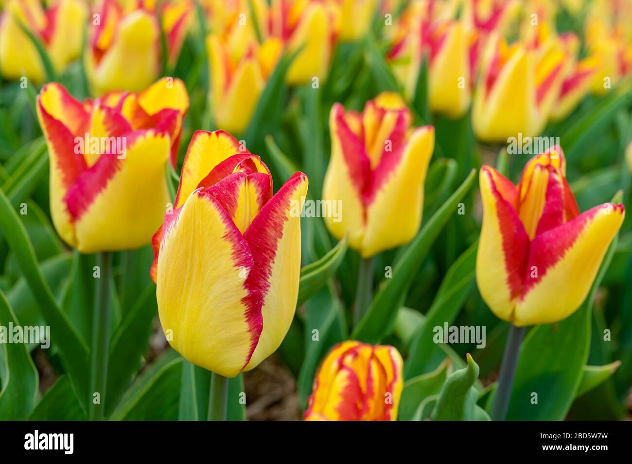 Jaune avec jonquilles orange dans un lit de fleurs ou un champ de ferme. Banque D'Images