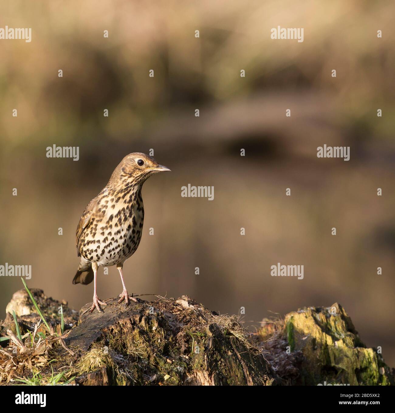 Vue rapprochée de l'oiseau sauvage du Royaume-Uni (Turdus philomelos) en détail isolé en plein air sous le soleil hivernal, perçant sur une forêt de bois avec espace de copie. Banque D'Images