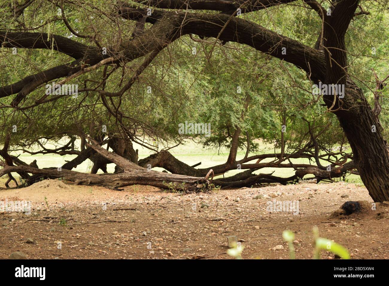 Forêt de pluie profonde naturelle/jungle en Inde grandes arbres et branches d'arbres verdure photo du stock Banque D'Images