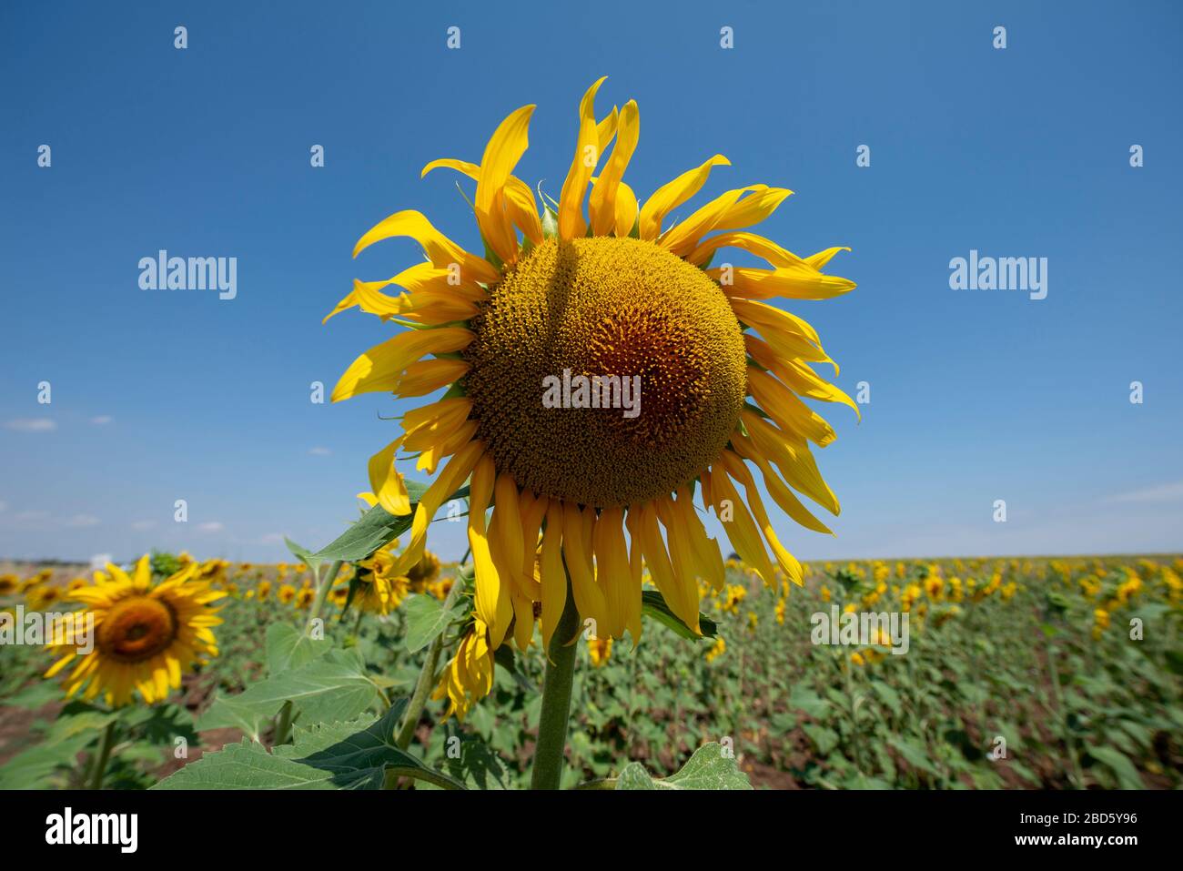 Tournesol, Helianthus sp, province de Badajoz, Espagne, Europe Banque D'Images