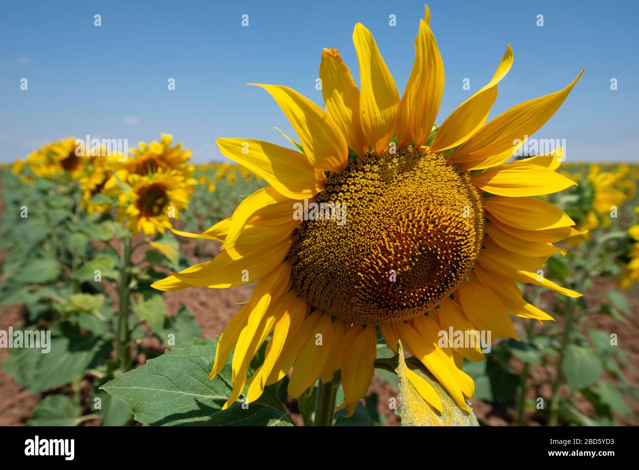 Tournesol, Helianthus sp, province de Badajoz, Espagne, Europe Banque D'Images