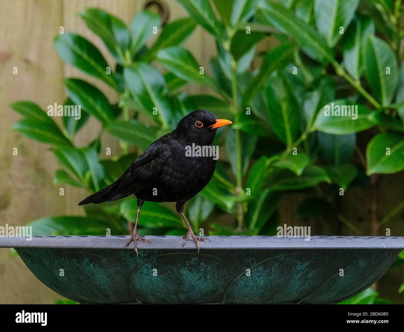 Blackbird, (Turdus merula) Homme, perché sur un bain d'oiseaux de jardin Banque D'Images