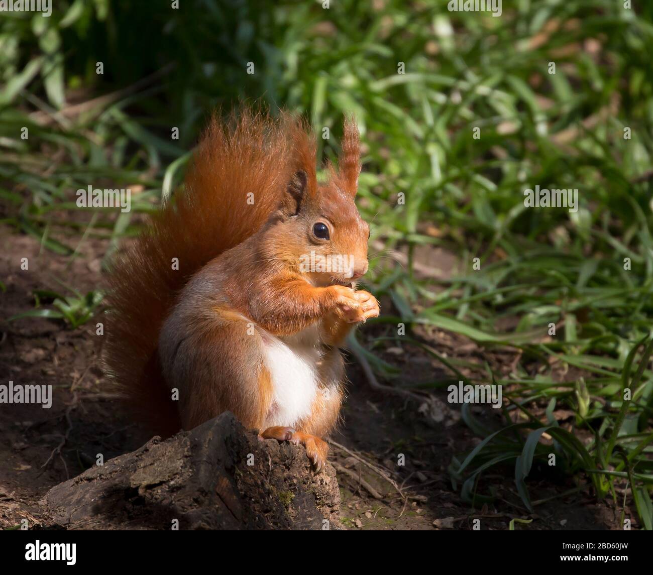 Proche, sauvage Royaume-Uni rouge écureuil animal (Sciurus vulgaris) en détail isolé dans la forêt naturelle printemps soleil manger.Écureuils rouges britanniques. Banque D'Images