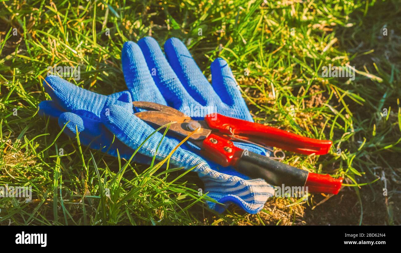 Travailler dans le jardin. Élaguer les cisailles et les gants de travail sur l'herbe verte. Élagage des bagues. Sections de coupe au printemps. Gros ciseaux de jardin. Vue de dessus de secat Banque D'Images