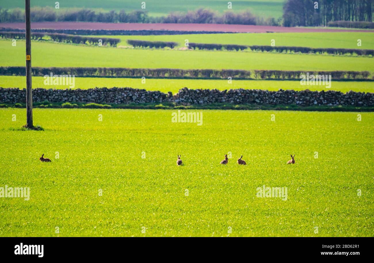 East Lothian, Écosse, Royaume-Uni. 7 avril 2020. Météo britannique : hante au soleil de printemps. Un grand nombre de lièvres repérés dans un champ de culture se reposant et manger Banque D'Images