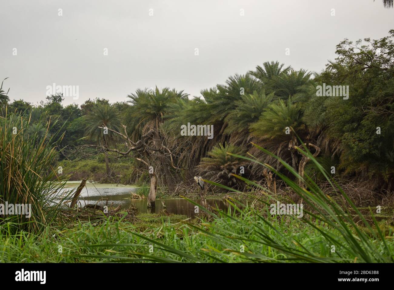 Forêt de pluie naturelle profonde/jungle en Inde grandes arbres et branches d'arbres verdure photo du stock Banque D'Images