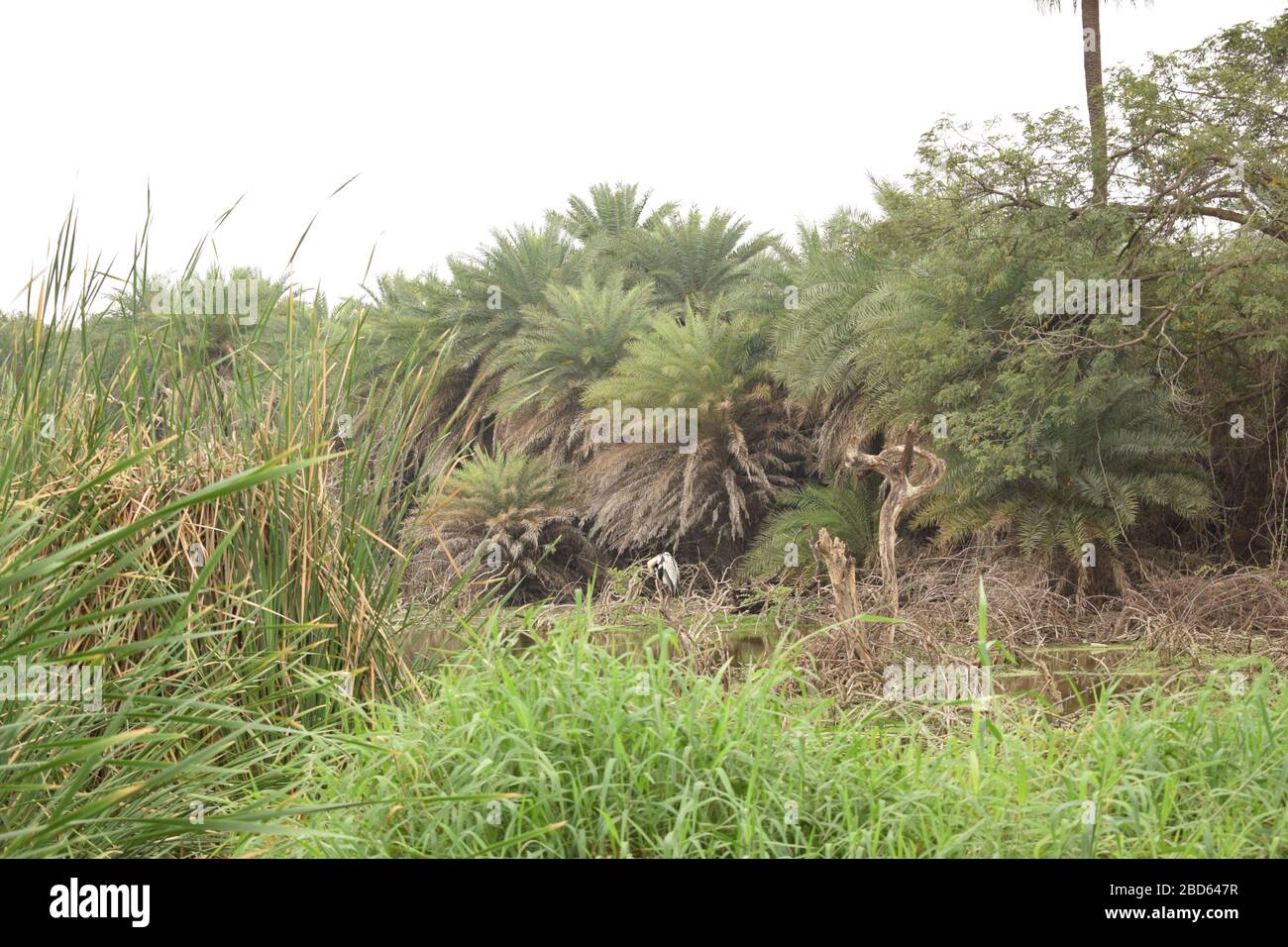 Forêt de pluie naturelle profonde/jungle en Inde grandes arbres et branches d'arbres verdure photo du stock Banque D'Images