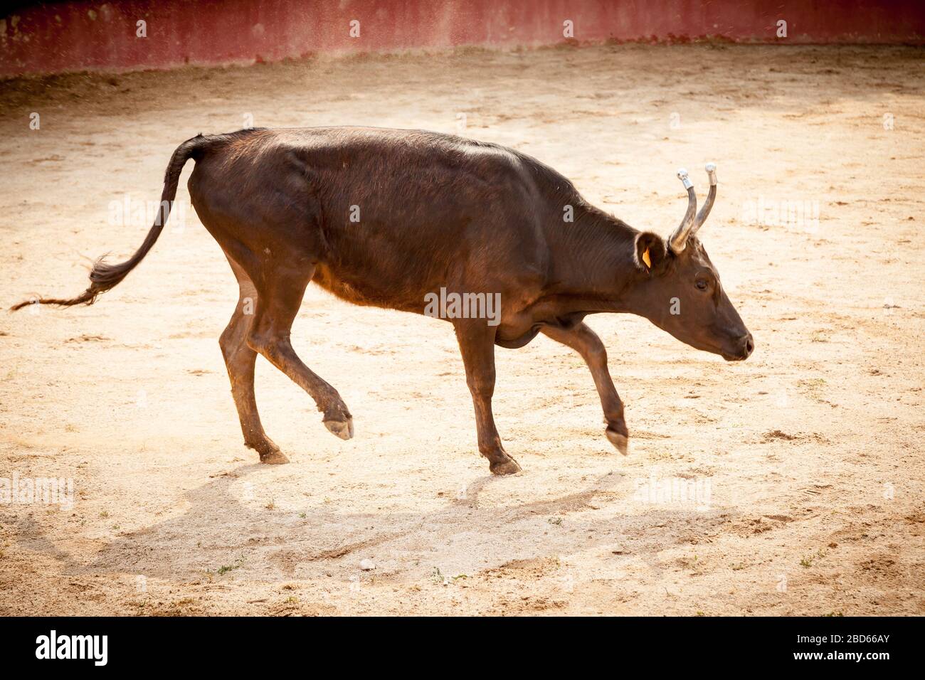bull pendant la course de camargue Banque D'Images
