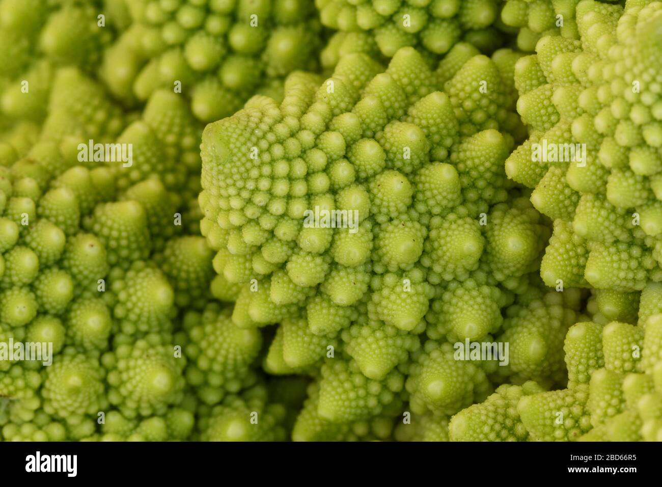 Gros plan des fractales naturelles du brocoli Romanesco (aussi connu sous le nom de chou-fleur romain, Broccolo Romanesco, chou-fleur roman ou simplement romanesco). Banque D'Images