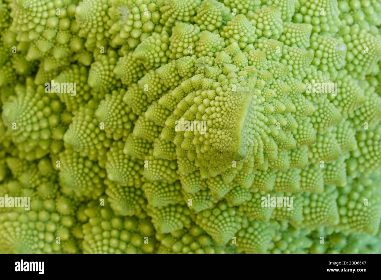 Gros plan des fractales naturelles du brocoli Romanesco (aussi connu sous le nom de chou-fleur romain, Broccolo Romanesco, chou-fleur roman ou simplement romanesco). Banque D'Images