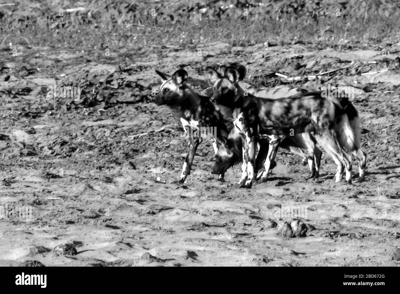 Un petit paquet de loups peints africains, Lycaon pictus, sur les rives de la rivière des Olifants, Parc national Kruger, Afrique du Sud en Monochrome Banque D'Images