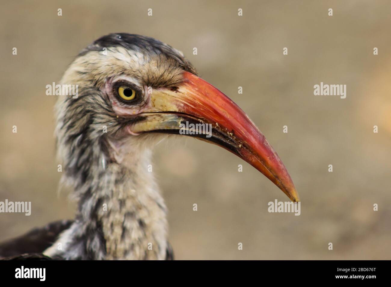 Portrait d'une facture de charme rouge du sud, Tockus rufirostris, dans le parc national Kruger, Afrique du Sud Banque D'Images