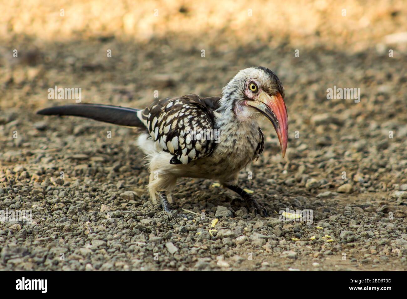 Un charme de facture rouge du sud, Tockus rufirostris, dans le parc national Kruger, regardant la caméra Banque D'Images