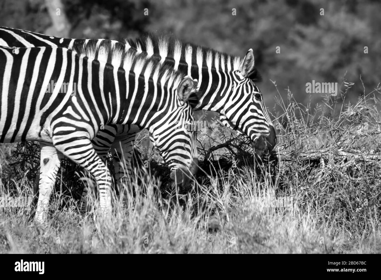 Deux Zèbres (Equus Quagga burchelli) paissent tout en marchant dans le parc national Kruger, en Afrique du Sud en monochrome Banque D'Images