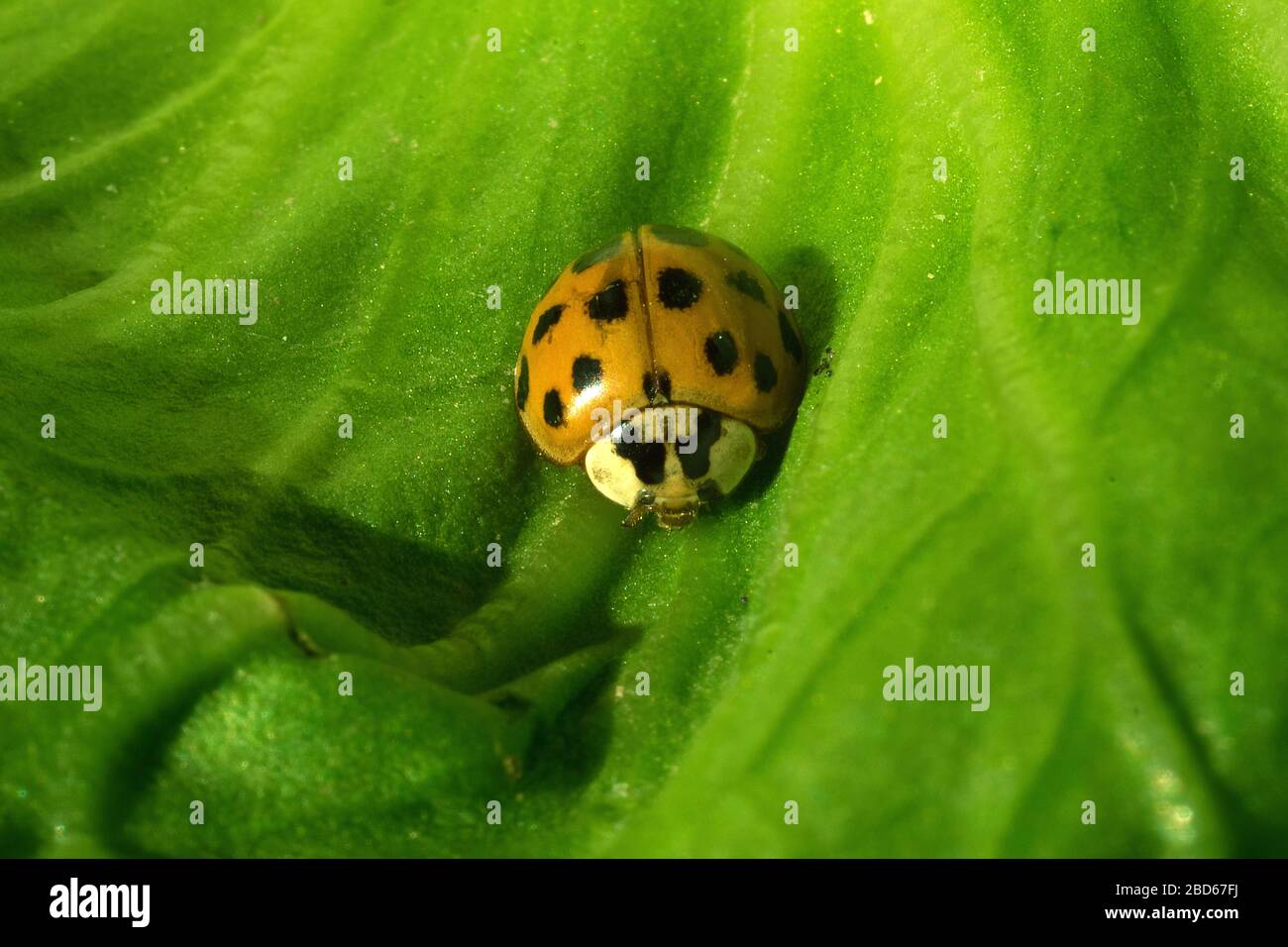 Insecte macro Banque D'Images