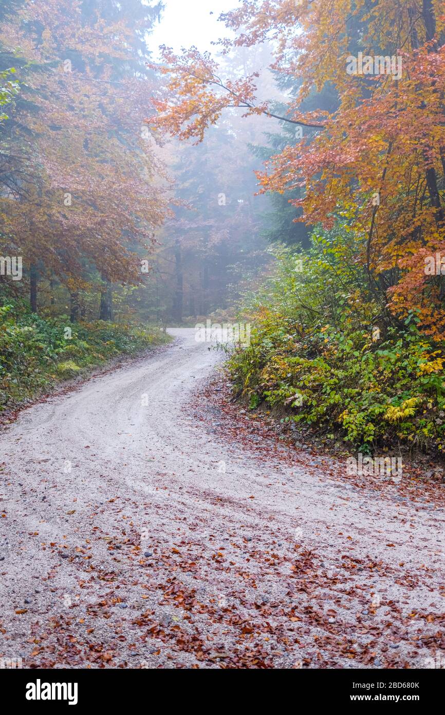 Forêt slovène, Slovénie Banque D'Images