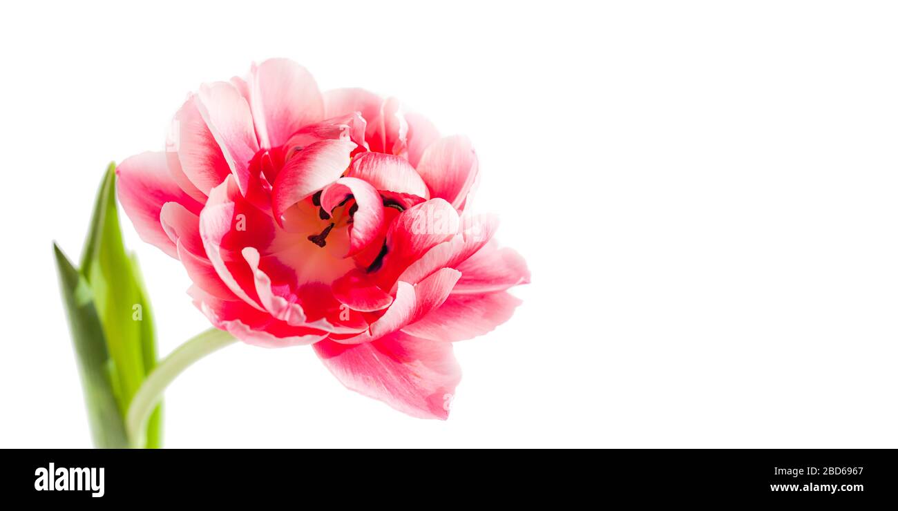 Belle fleur de tulipe sur un fond blanc, isolée Banque D'Images