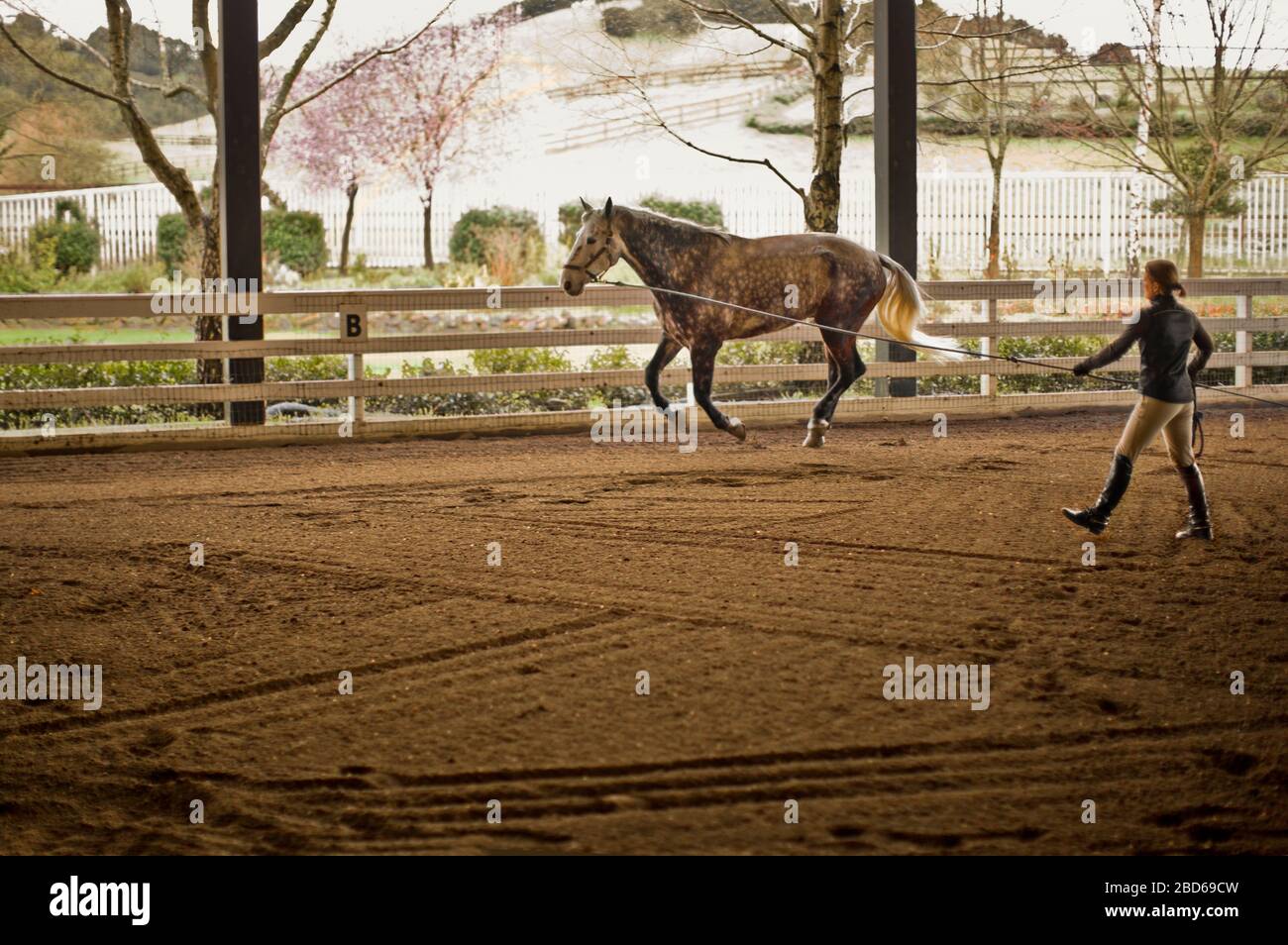 La formation a son cheval dans une cour d'exercice. Banque D'Images