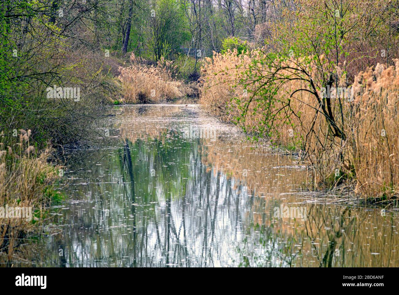 Cours d'eau dans une forêt riveraine près de la ville de Tulln au printemps, Autriche Banque D'Images