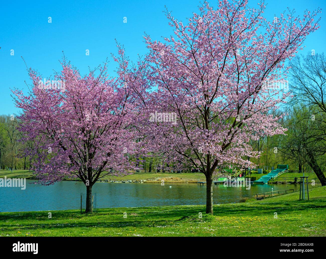 Deux arbres roses florissants dans la région du lac de baignade 'Aubad (bain riverain)' de la ville de Tulln au printemps, Autriche Banque D'Images