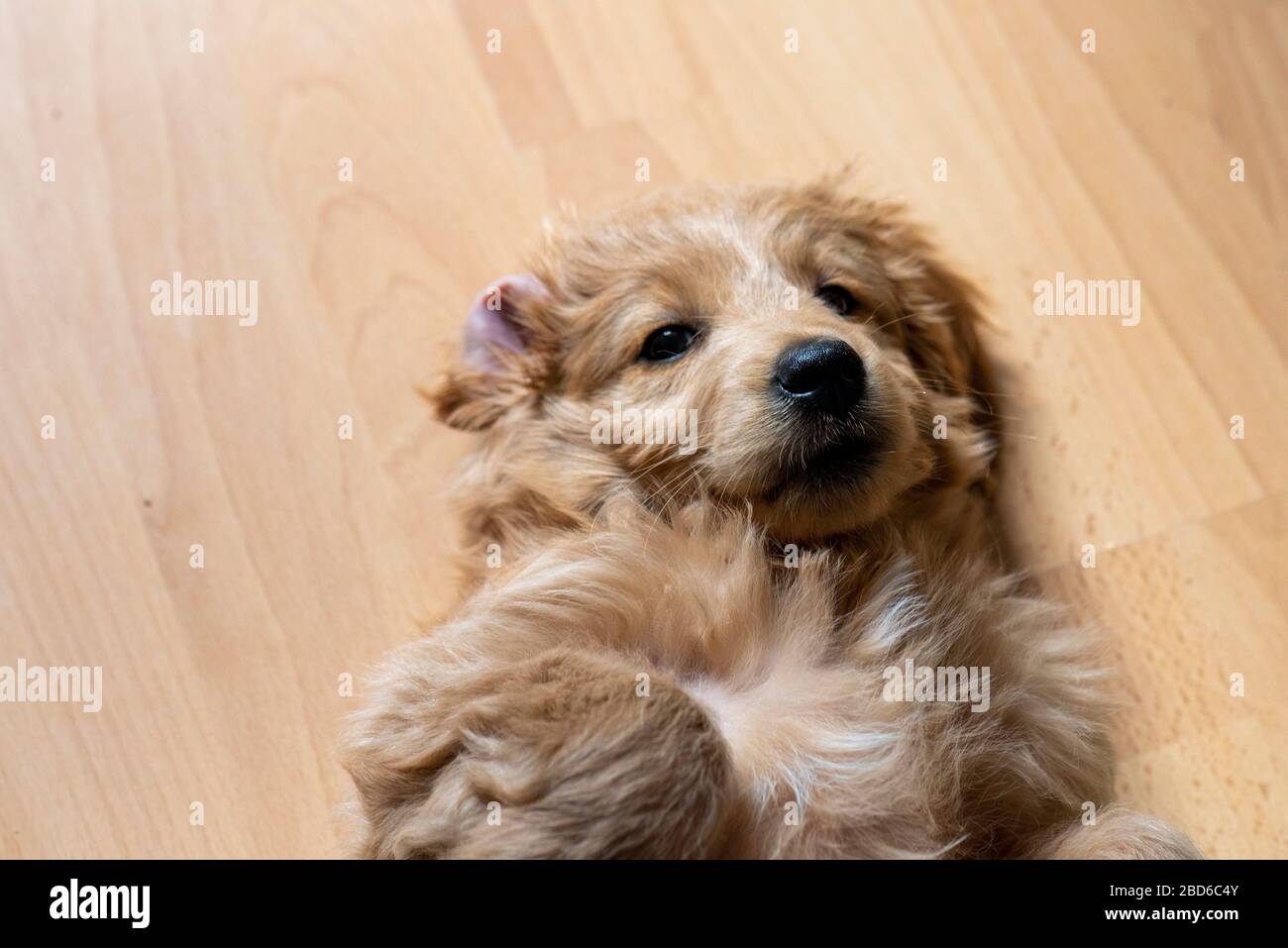 04 avril 2020, Saxe-Anhalt, Magdeburg: Un mini godendoodle, un mélange de rétributeur doré et de caniche de jouet, se trouve au dos. Le chiot a huit semaines et répond au nom de Baloo. Photo : Stephan Schulz/dpa-Zentralbild/ZB Banque D'Images