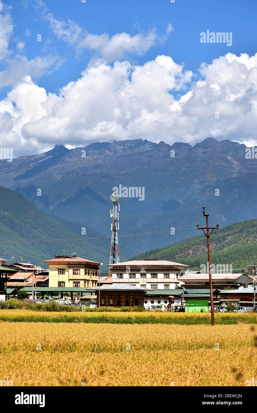 Champs agricoles dans le district de Paro au Bhoutan. Banque D'Images