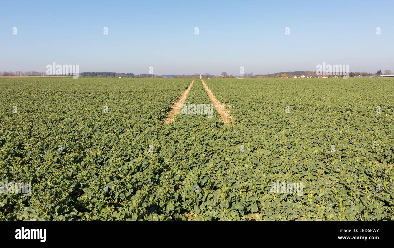 Les chenilles de tracteur dans une plantation de pommes de terre, menant à la distance. Contraste entre plantes vertes et ciel bleu. Perspective décroissante. Agriculture. Banque D'Images
