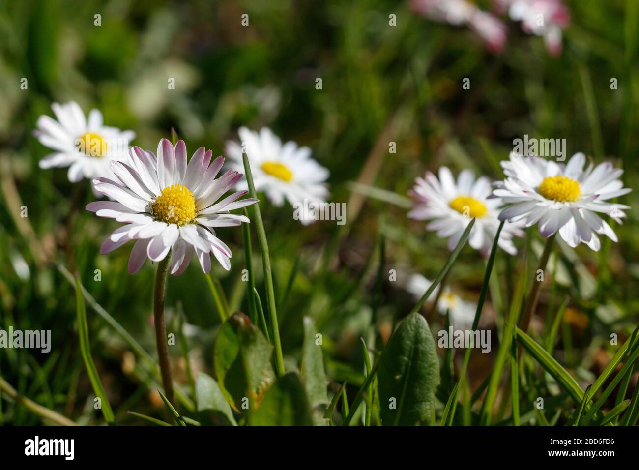 Belles marguerites dans l'herbe. Blossom de printemps Banque D'Images