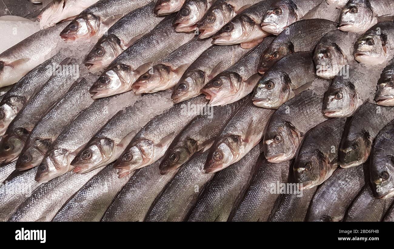 Le Seabass frais et le Seabream sur le marché du poisson. Fruits de mer sains dans la glace. Tête dorée et cul de mer. Banque D'Images