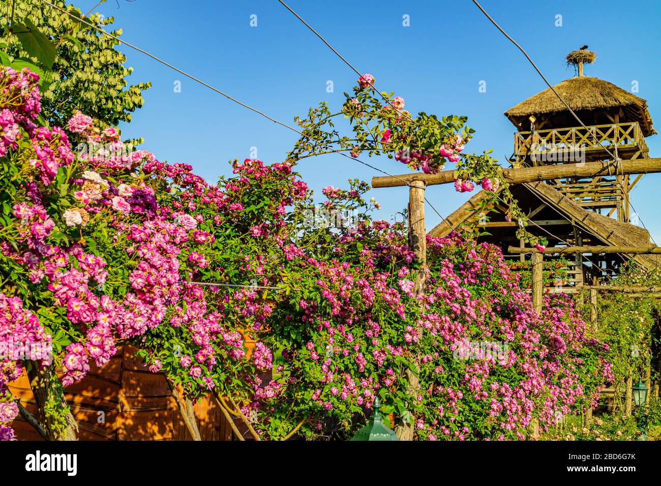 Fleurs roses qui s'orguent dans le jardin du centre d'accueil du parc national de Zasavica, Zasavica, Serbie. Mai 2017. Banque D'Images