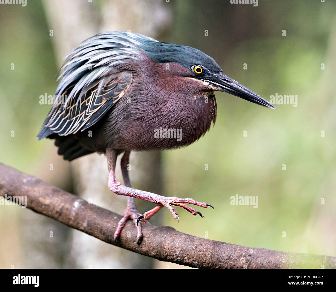 Green Heron oiseau vue de profil près perché sur une branche montrant des plumes bleues, le corps, le bec, la tête, les yeux, les pieds avec un fond bokeh dans son e Banque D'Images