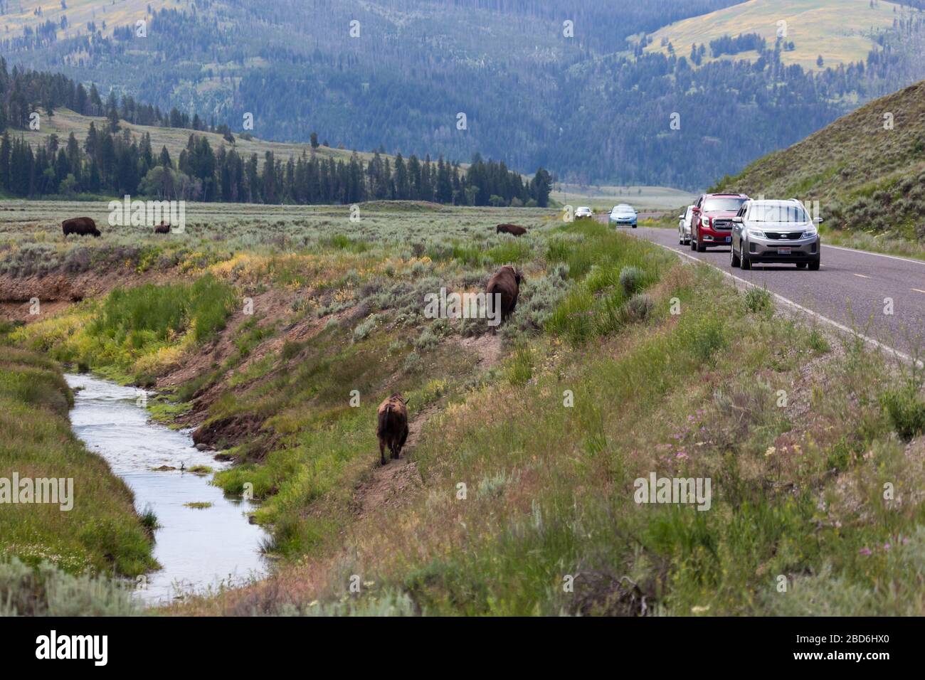 YELLOWSTONE NATIONAL PARK, États-Unis - 14 juillet 2014 : voitures roulant lentement et s'arrêtant pour laisser le bison traverser la route vers un pré au parc national de Yellowstone, Banque D'Images