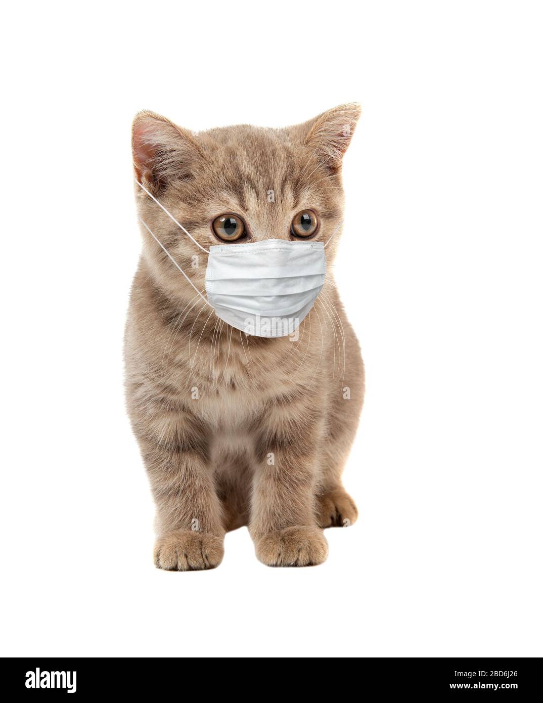 petit chaton dans le masque médical, sur fond blanc, isolé. Concept de pandémie de coronavirus covid-19 Banque D'Images